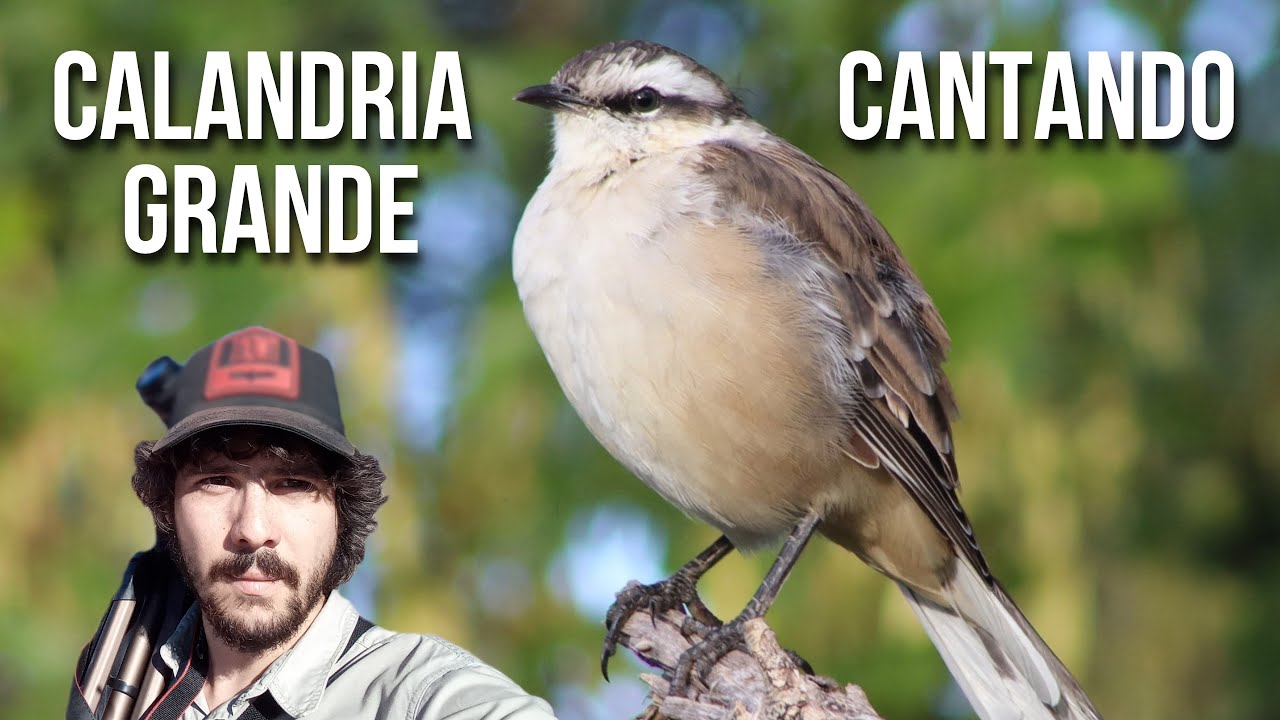 Белобровый певчий пересмешник 4K (Mimus saturninus) Белобровый пересмешник