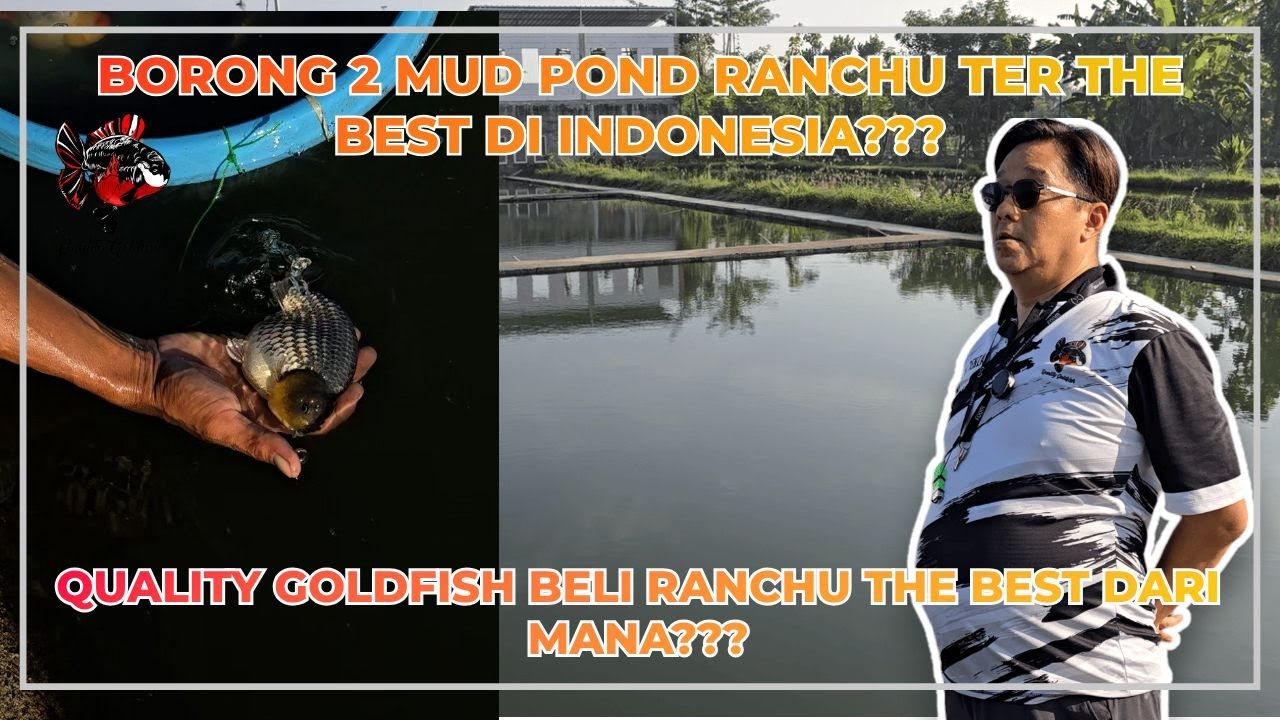 BORONG 2 MUD POND RANCHU THE BEST DI INDONESIA??? QUALITY GOLDFISH BELI RANCHU THE BEST DARI MANA???