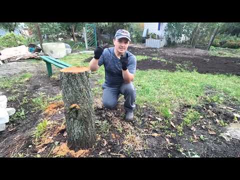 Видео: 3 способа избавиться от шарлатанской травы