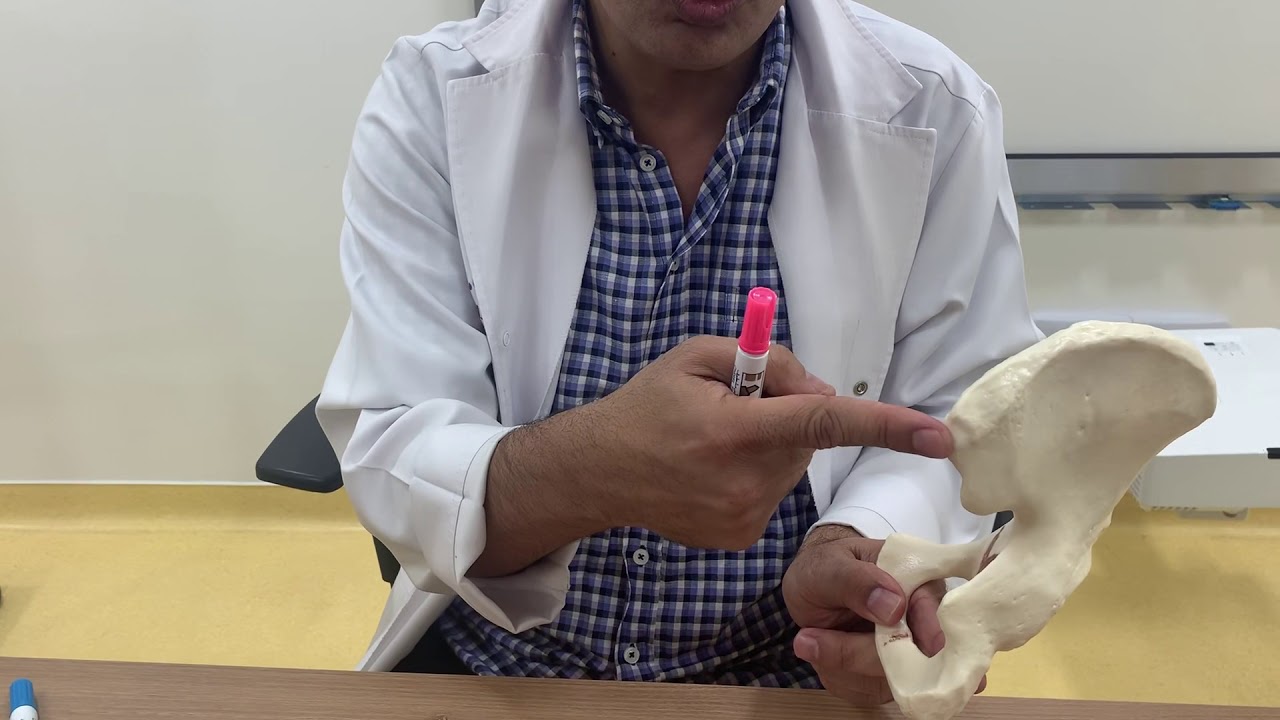 Hip bone (Lower limb 1)