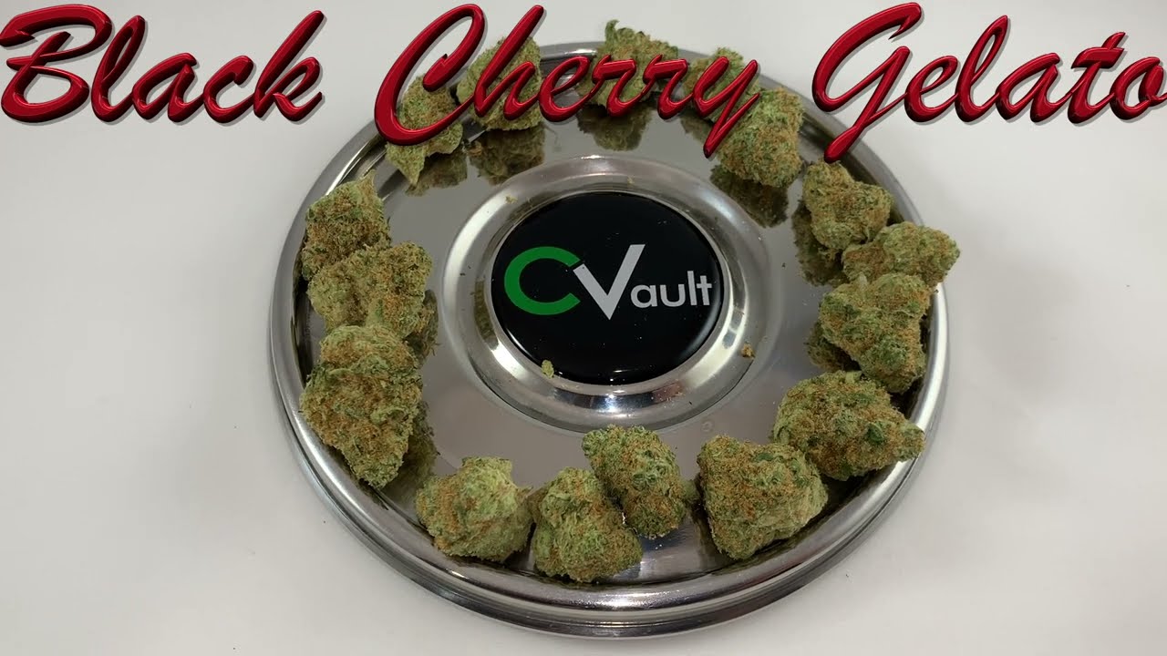 Black Cherry Gelato by Pure Greens Genetics