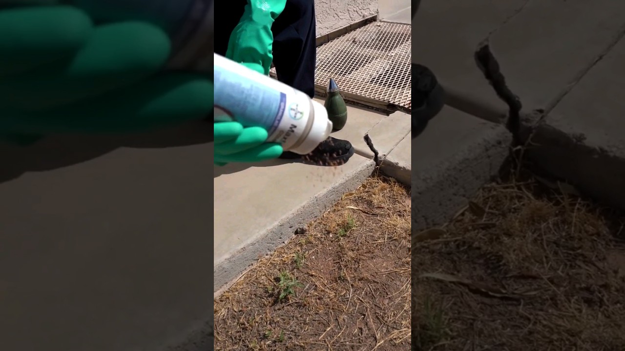 Sometimes we don't know which species of ant is the problem... 