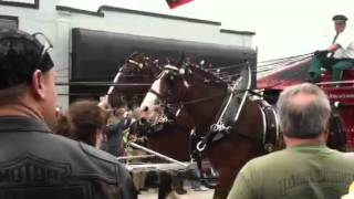 Budweiser Clydesdale's Daytona 2012 bike week