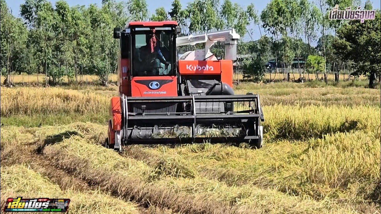 เกี่ยวดีไม่แพ้รถใหญ่นะ คูโบต้าDc120xปาก3เมตร ระบบช่วงล่างสูงมาก