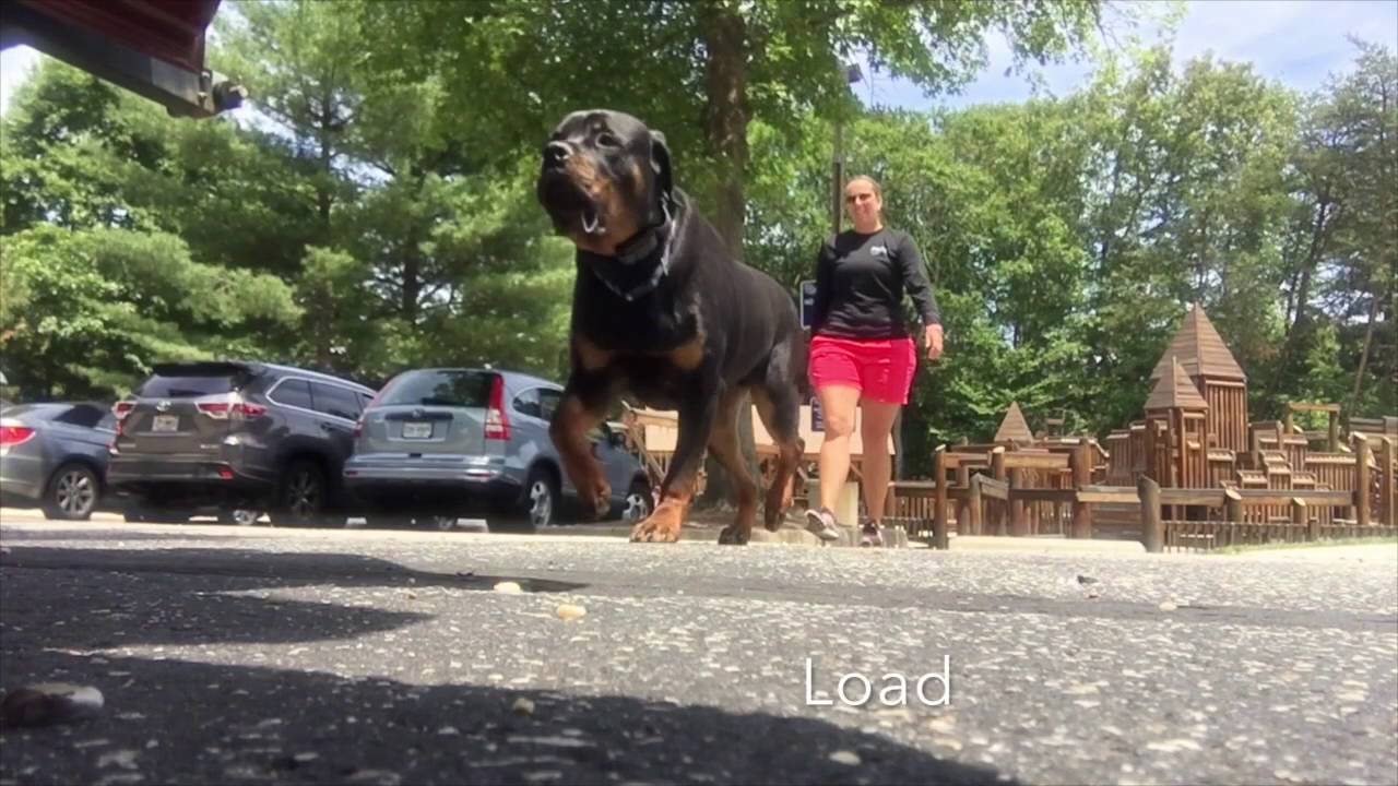 Rottweiler, Eli!  Rottweiler Dog Training In DC, Virginia, and Maryland!