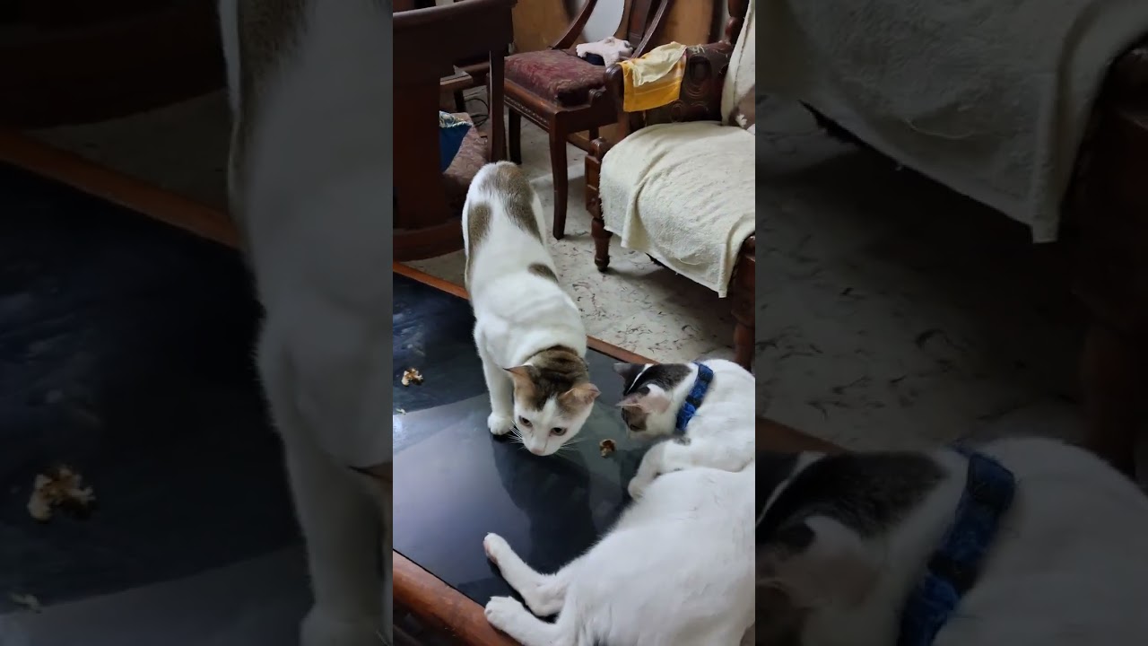 CHOTTU AND KUTTU 🐈 