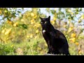 レモンの丘で会おうよ （さとうささら）