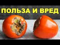 Хурма: польза и вред для организма человека