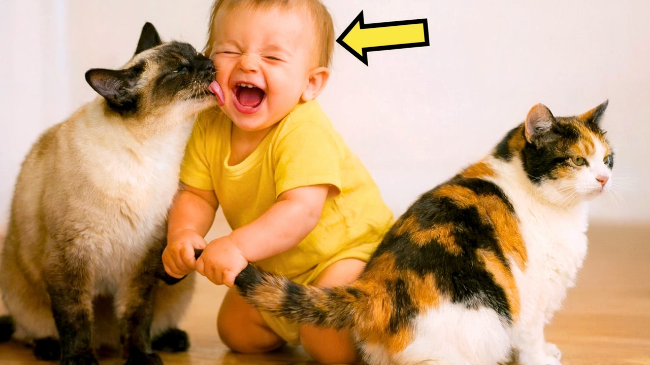 BEBELUȘUL TRAGE DE COZILE A 2 PISICI… ȘI CE SE ÎNTÂMPLĂ DUPĂ ACEEA TE SURPRINDE