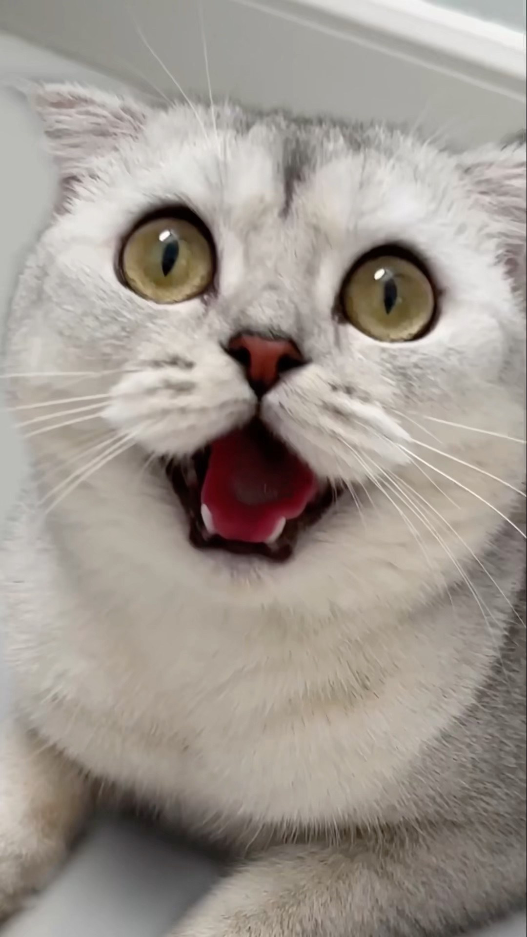 Kisa ? #cat