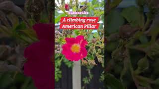 Climbing Rose American pillar #climbingrose #homegarden #nature #brightpink #pink #garden