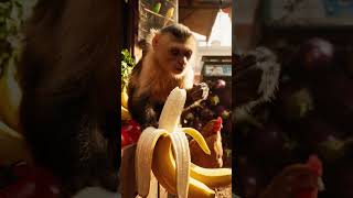 Monkey in Shop woa amazing froot vagetabal like beautiful place watch higher quality videos #short