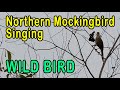Northern Mockingbird Singing | Kicau Burung Northern Mockingbird di Alam Liar