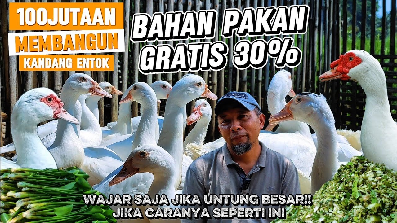 50 KG ECENG GONDOK PER HARI UNTUK ENTOK SUKSES BANGUN KANDANG 100JUTA