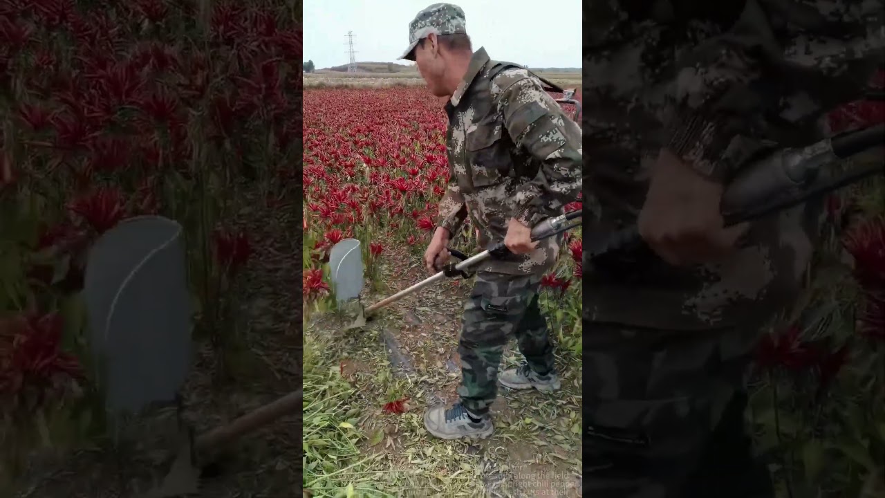 Sharing a good tool for cutting chili peppers