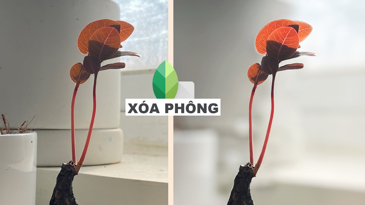 แอ พ แต่ง รูป ฮิต  Update 2022  Chỉnh ảnh xóa phông Trên điện thoại xịn hơn trên Snapseed!