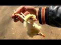 本当に簡単なヒヨコの食べ方