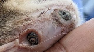 Removing A Massive Botfly Maggot From Kitten's Head (Part 17) by Strange incident 18,971 views 1 day ago 1 minute, 4 seconds