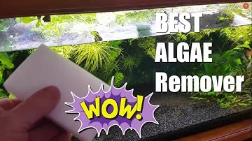 My NEW FAVOURITE Algae Cleaner | for Aquarium Glass