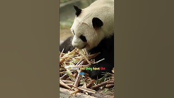 Why Do Pandas Spend So Much Time Sleeping 🐼