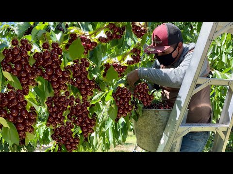 Video: ¿Qué son las cerezas Chelan? Cómo cultivar una variedad de cerezas 'Chelan