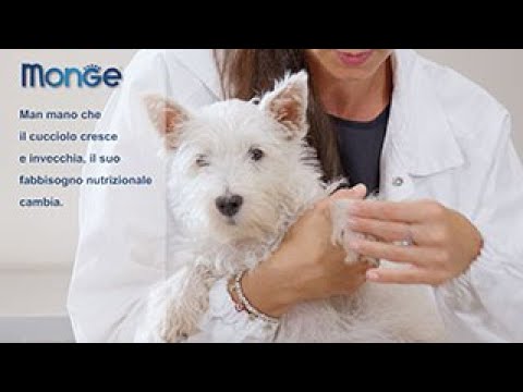 Video: Trattamento Dell'occhio Secco Nel Cane - Assistenza Veterinaria In Un Paese Del Terzo Mondo Third