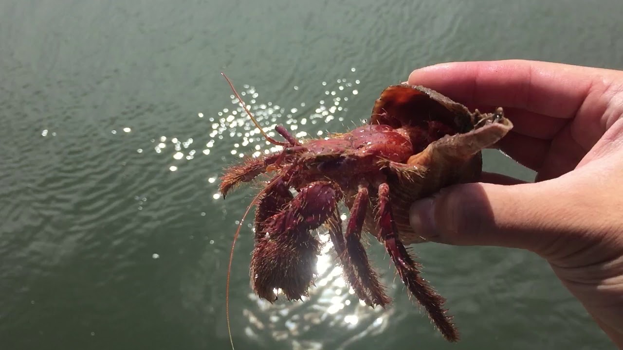 魚記 カニ獲り情報