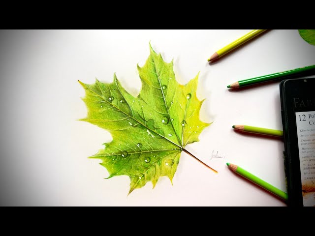 Chinar leaf | Plant leaves, Leaves, Plants