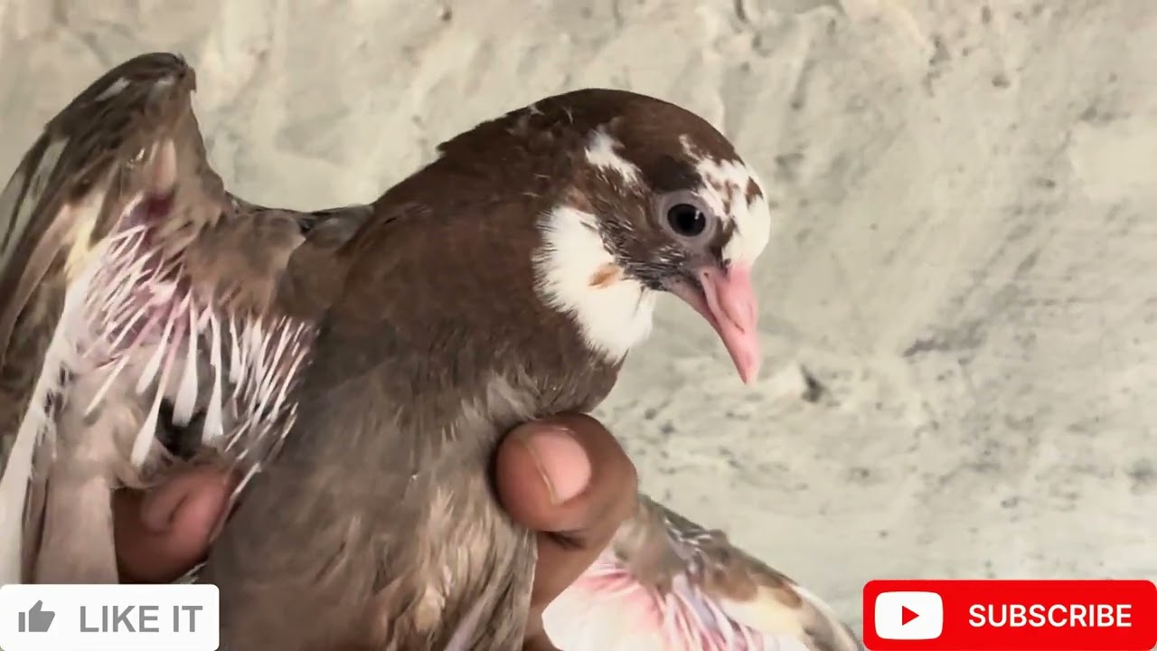 Part-4 ਬਾਪੂ ਨਹਿੰਗ ਘਰਾਗਣਾ ਜੀ ਦੇ ਦਾੜੀ ਵਾਲੇ ਲਾਲ ਕਬੂਤਰ ਤੇ ਕਾਲੇ ਡੱਬੇ ਤੇ ਬਘਿਆੜ ਤੇ ਭੂਰੇ ਕਬੂਤਰ ਦਾ ਕਰੌ ਸੌਕ ਜੀ