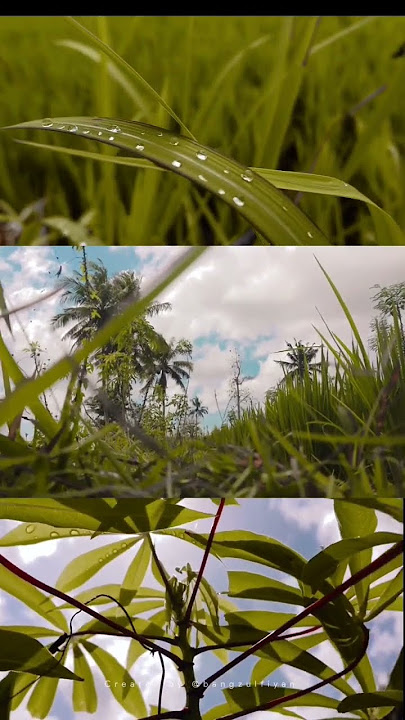 Video cinematic #fyp #cinematic #alam #padi #sawah #pemandanganalam #pemandangansawah