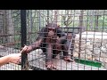 Шимпанзе просят воду и конфеты у посетителей.