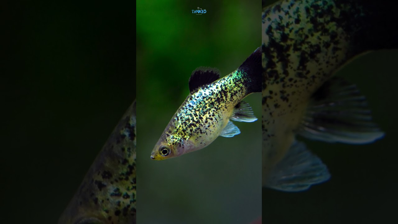 Dive into the colorful world of platy fish! 🐠🌈| TANKED IND | @tanked_ind