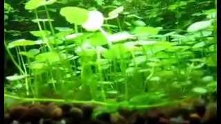 видео Лимнобиум: аквариумное растение, фото, описание и условия содержания