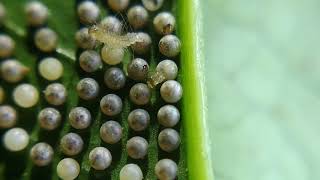 Tiny Caterpillar hatching from their eggs (1080p HD)