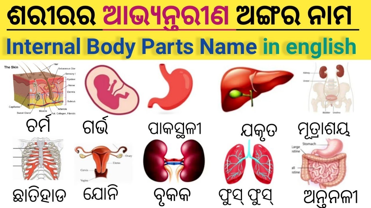 Internal Body Parts Name English internal-body-parts-name-english