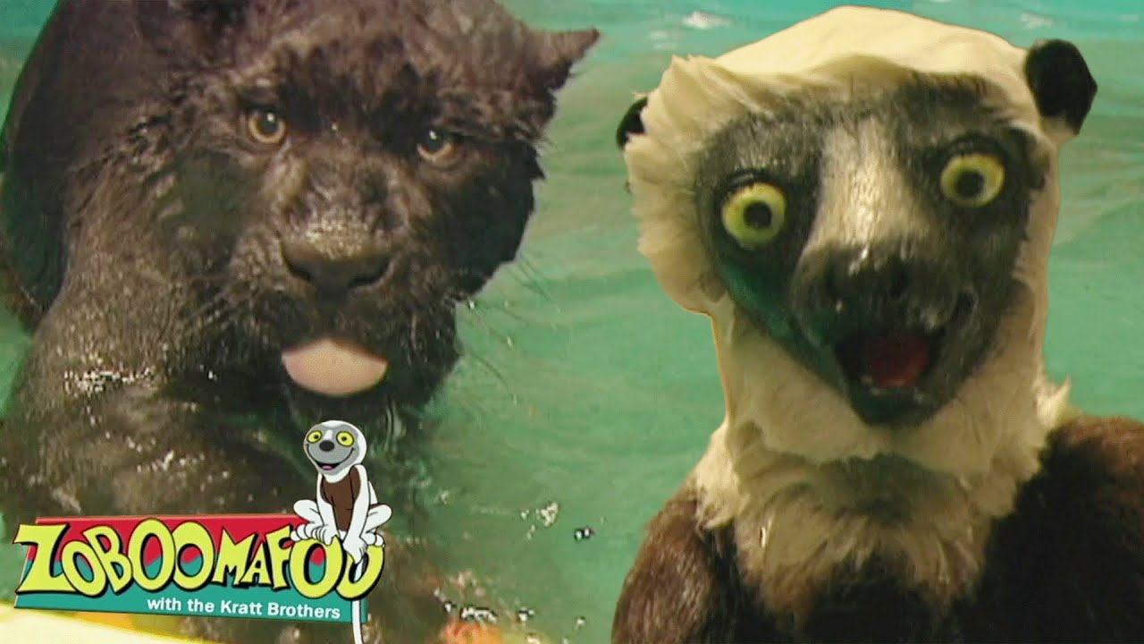Natação | Zoboomafoo Português | Episódios Completos para Crianças
