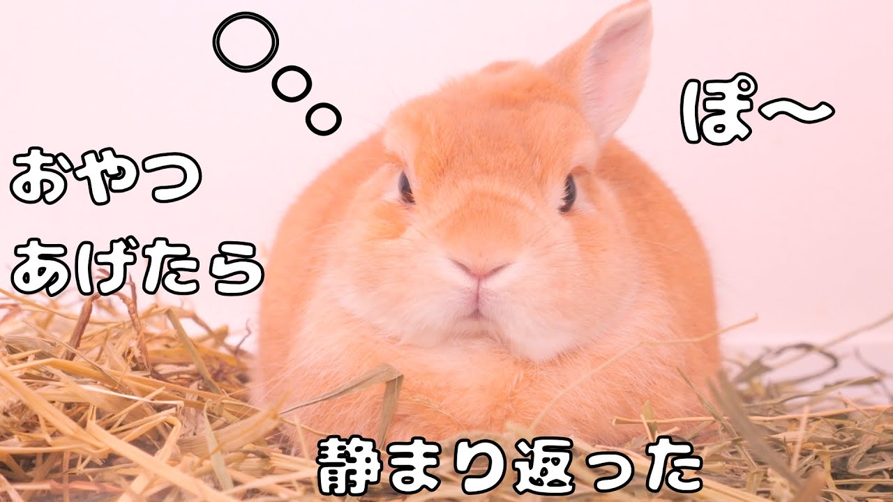 暴れん坊ムギがオヤツをたくさん食べたら、急に静まり返って可愛すぎました【No.1787】