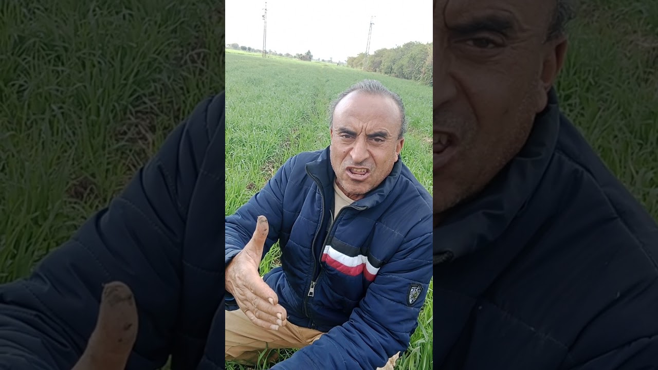 حشيشة الزمير خطيره جدا أسرع بالمقاومه بمبيد التراكسوس 500سم للفدان