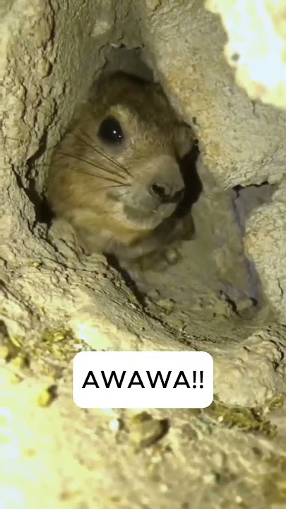 AWAWA! #memes #funny #fyp