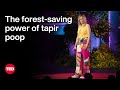 How Poop Turns Into Forests | Ludmila Rattis | TED