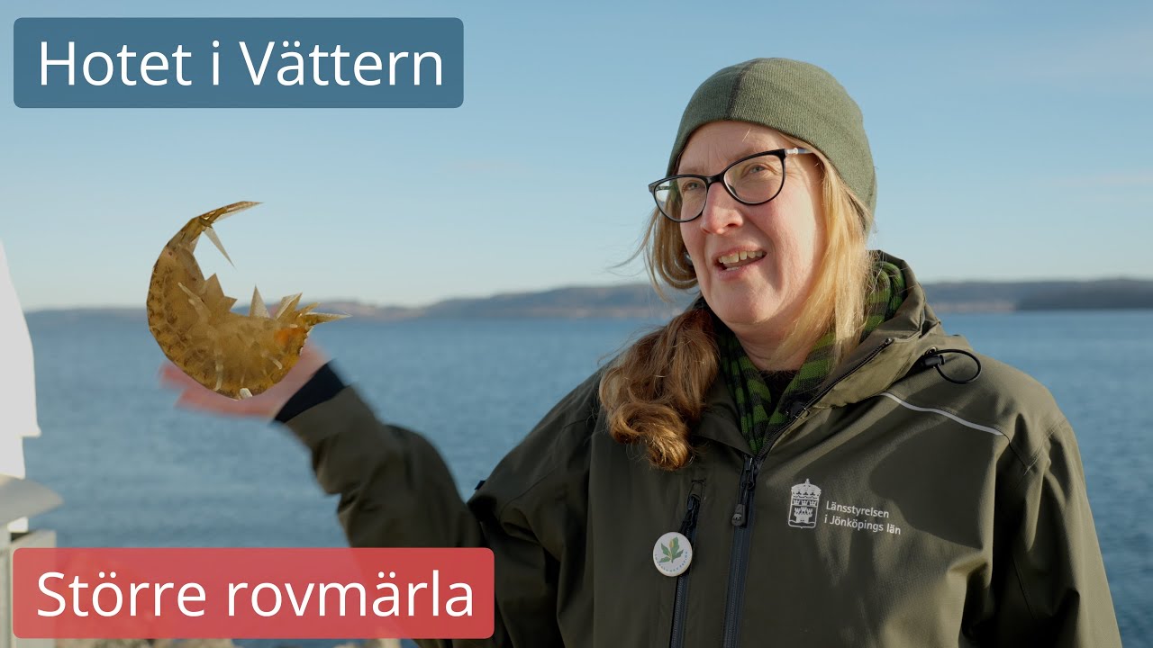 Invasiv och främmande! Vilken skada kan den större rovmärlan orsaka i Vättern?