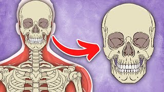 I Am YOUR Skull! | The Human Skull Song | KLT Anatomy screenshot 5