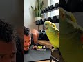 My Parrot Won't Let Me Finish One Pushup 😂 #parrot #funny #shorts