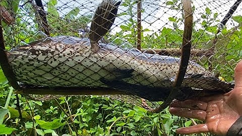 Con Cá Lóc Khổng Lồ Ở Dưới Song Lục Bình Đã Vào Lờ