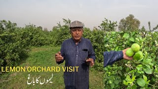 Seedless Lemon farming |how to do lemon farming  Lemon k Bagh ka visit