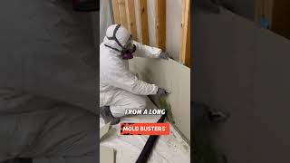 A Day in the Life of a Mold Remediation Technician 🛠️🦠 | Safe Basement Mold Removal