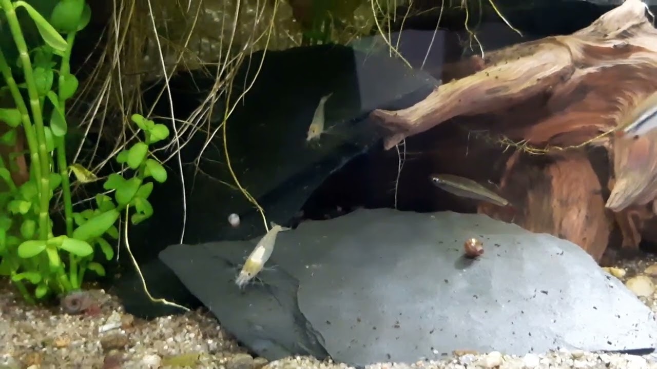 Tanichthys micagemmae Vietnamesischer Kardinalfisch