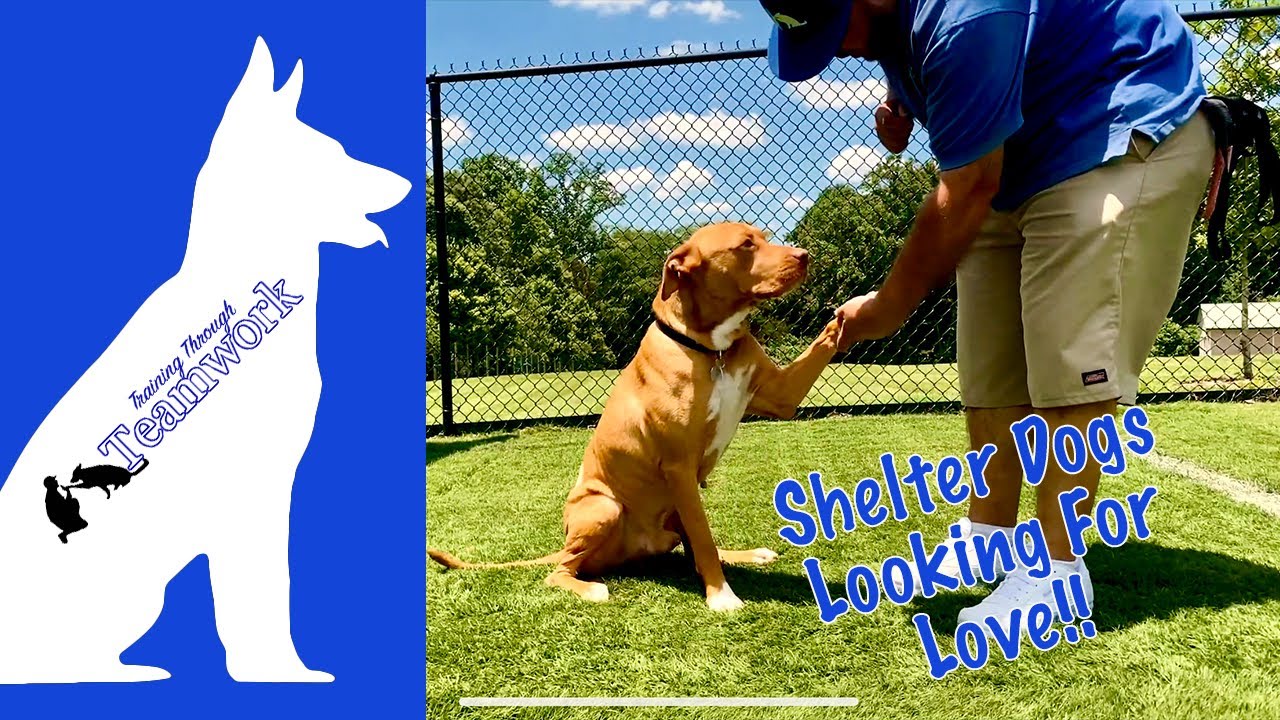 SHELTER DOGS NEED LOVE TOO Training Vlog Ep. 3 YouTube