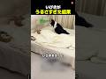 天才犬が選んだ最終手段
