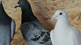 Увлечение длинною в 40 лет. #Голуби #pigeon #racingpigeon  #бакинскиеголуби
